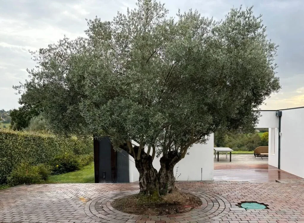 terre cuite terrasse